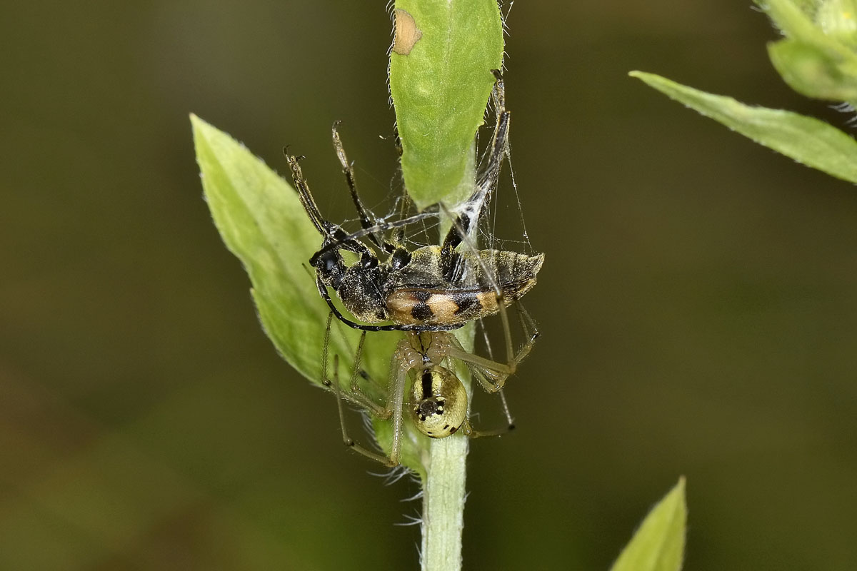 Pachytodes erraticus: 